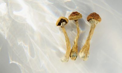 Health Canada approves low-dose psilocybin mental health clinical trial  