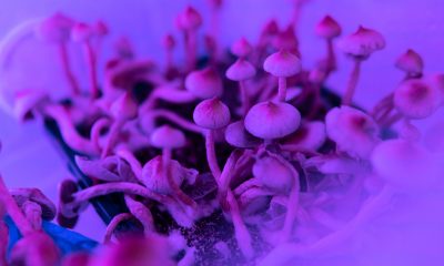First-ever export of psilocybin to US completed