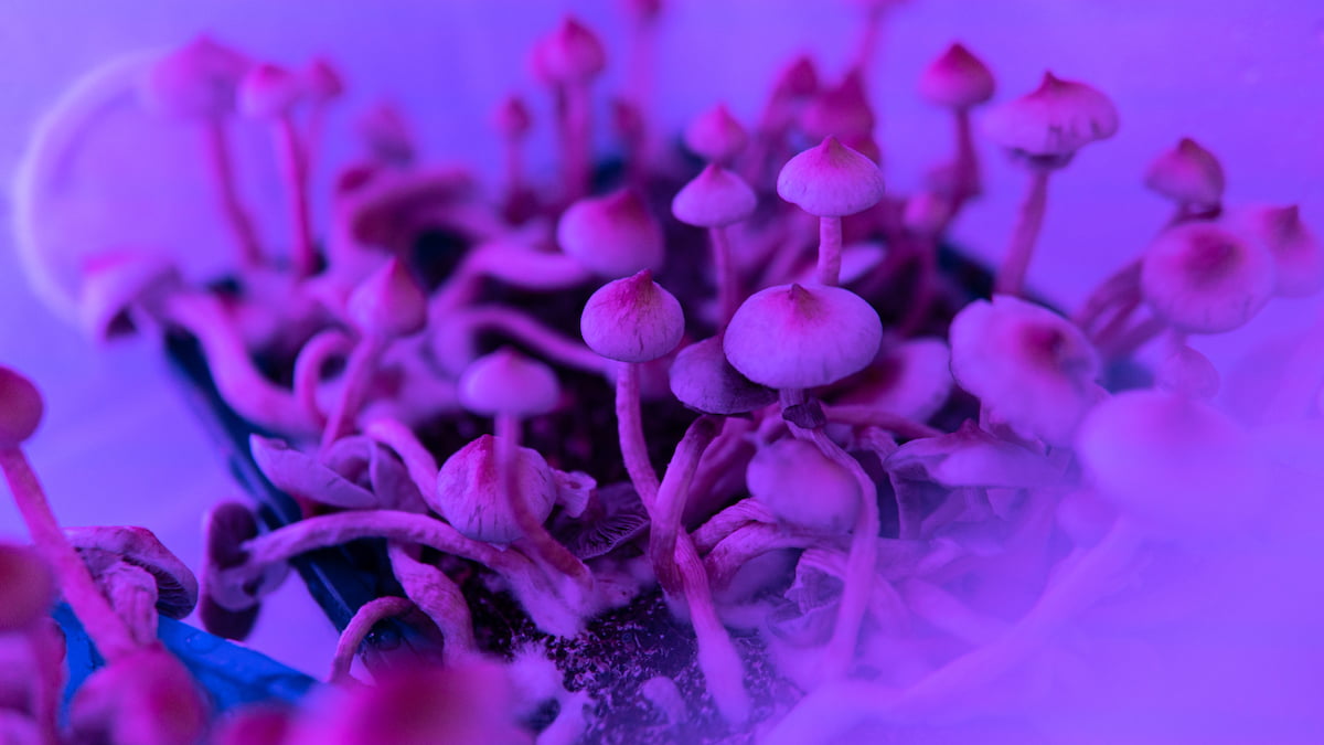 First-ever export of psilocybin to US completed