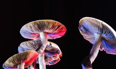 Breaking Convention: bringing together leading minds in psychedelics