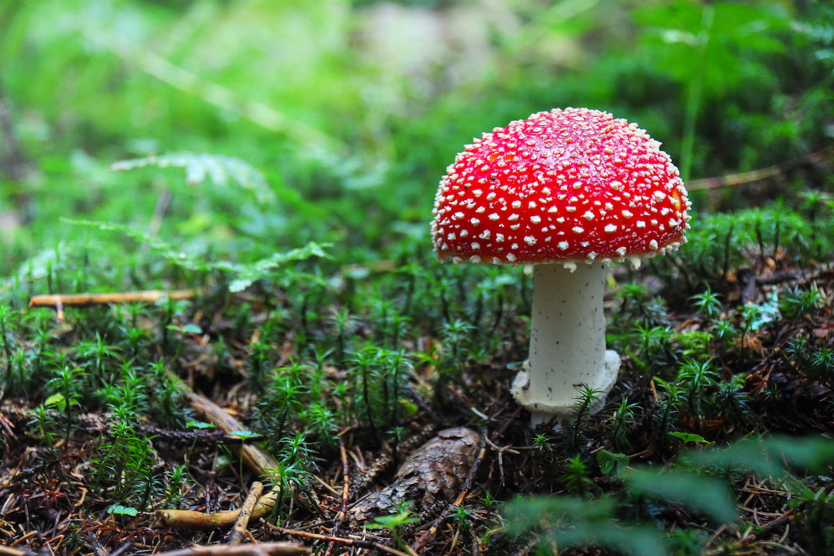 Amanita extract could boost antiviral immune response in the brain