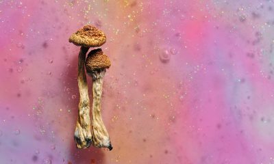 US collective to push for regulated access psychedelic microdoses