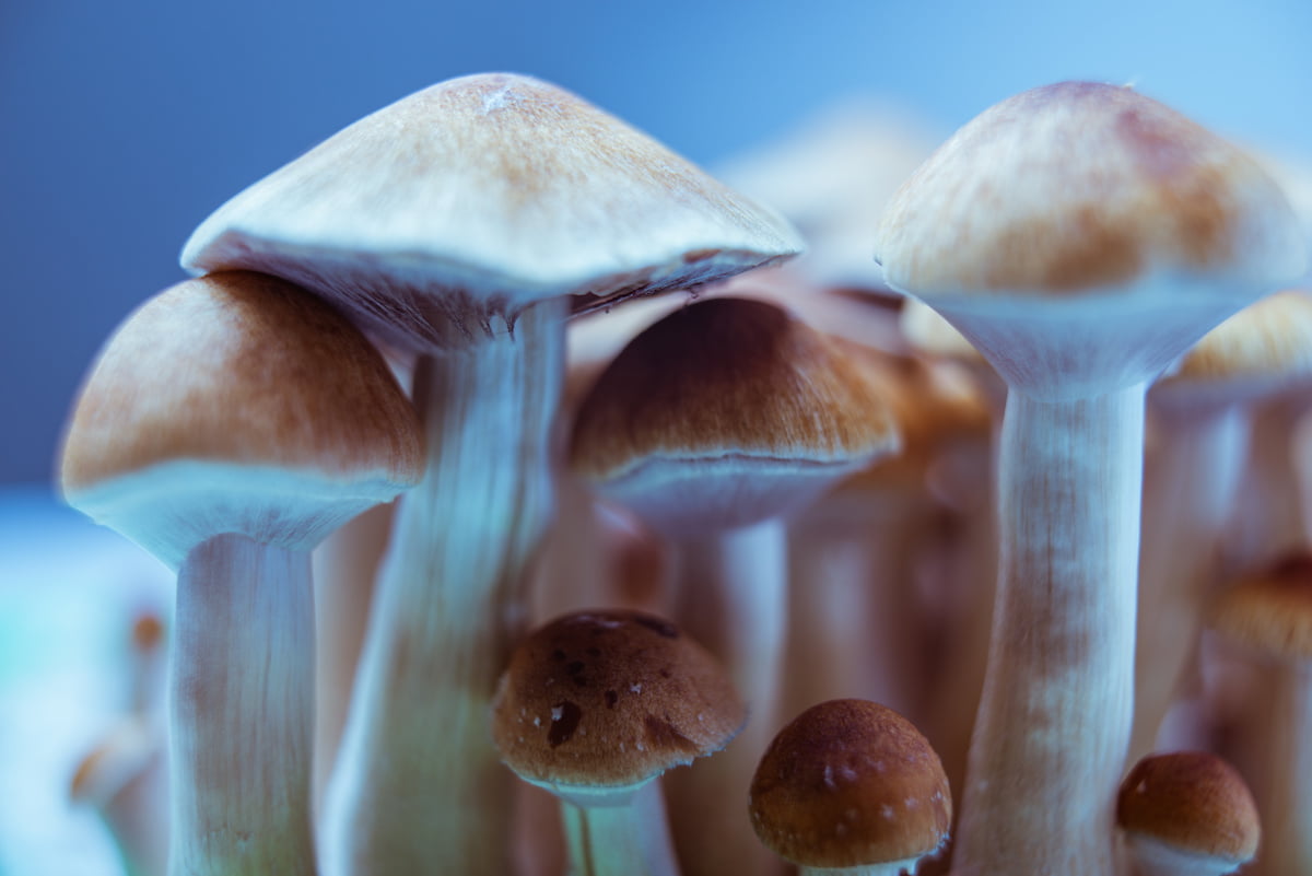 Phase 3 clinical trial to investigate psilocybin for anorexia nervosa 