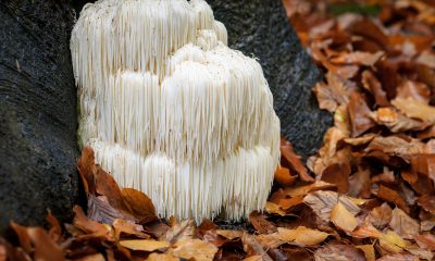 Lion’s mane: what is it and why should I include it in my daily routine? 