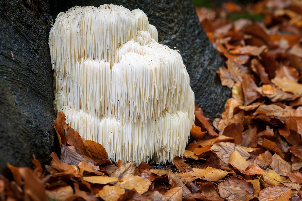 Lion’s mane: what is it and why should I include it in my daily routine? 
