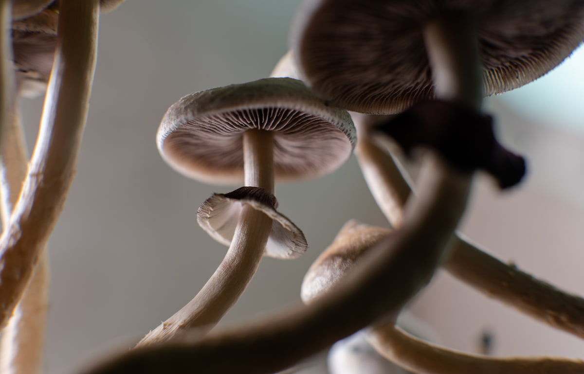 Clinical trial application submitted for psilocybe medicine