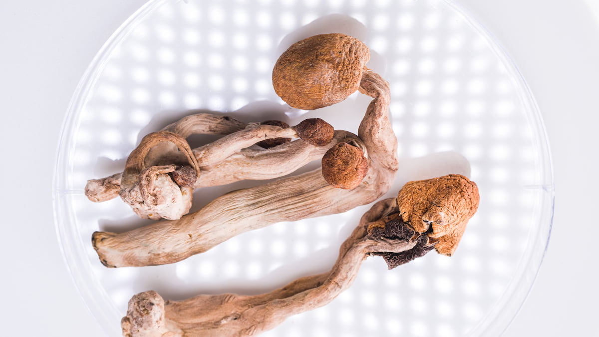 Global coalition launches to push for psilocybin rescheduling 