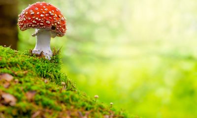 Nutritional properties of fly agaric for reducing inflammation shown in study