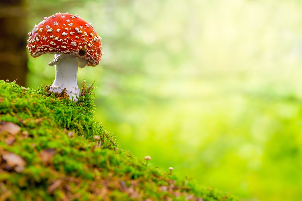Nutritional properties of fly agaric for reducing inflammation shown in study
