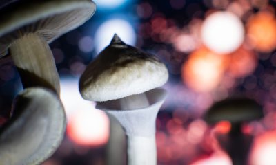Psychedelics industrial complex could put psychedelic religions in jeopardy