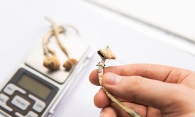New findings indicate psilocybin increases the effect of anti-depressant