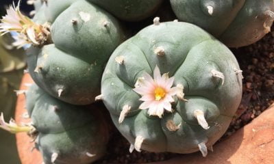 Responsible peyote cultivation for sustainable therapeutic derivatives