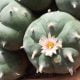 Responsible peyote cultivation for sustainable therapeutic derivatives
