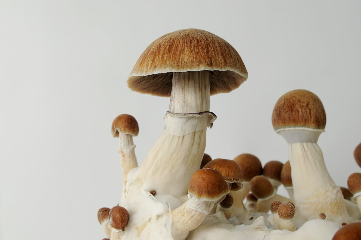 Numinus receives Health Canada SAP approval for psilocybin therapy