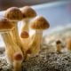 Phase 2 trial planned exploring psilocybin as alcohol addiction treatment