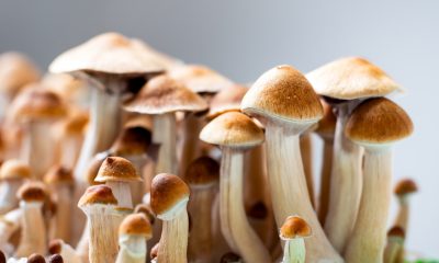 Project Solace medical psilocybin access and data project launches
