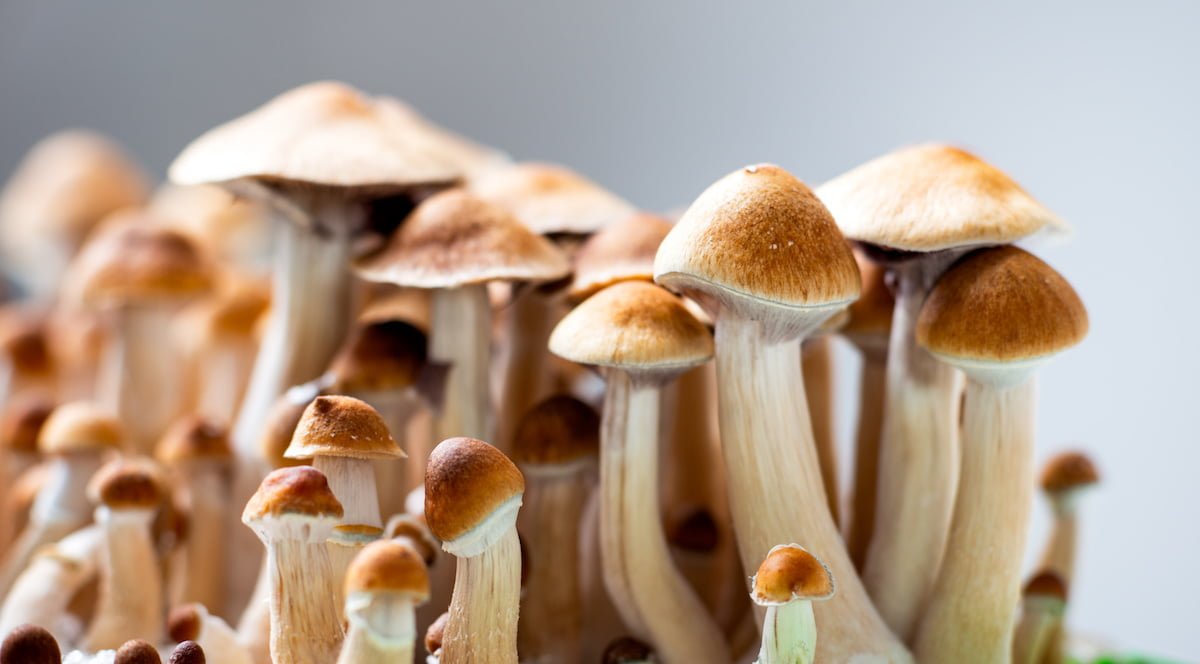 Project Solace medical psilocybin access and data project launches