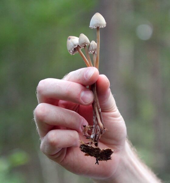 The Entourage Effect in Mushrooms: Natural psilocybin may outperform synthetic