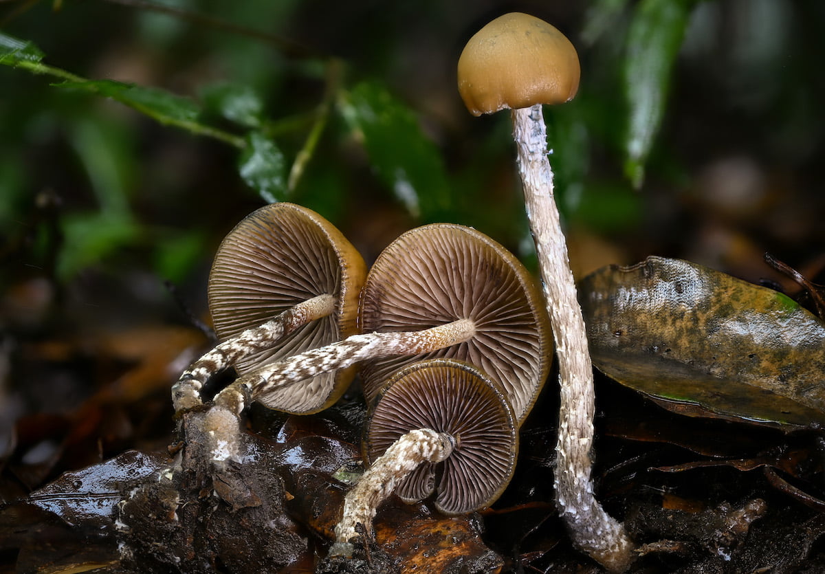 Exploring the entourage effect in psychedelic mushrooms